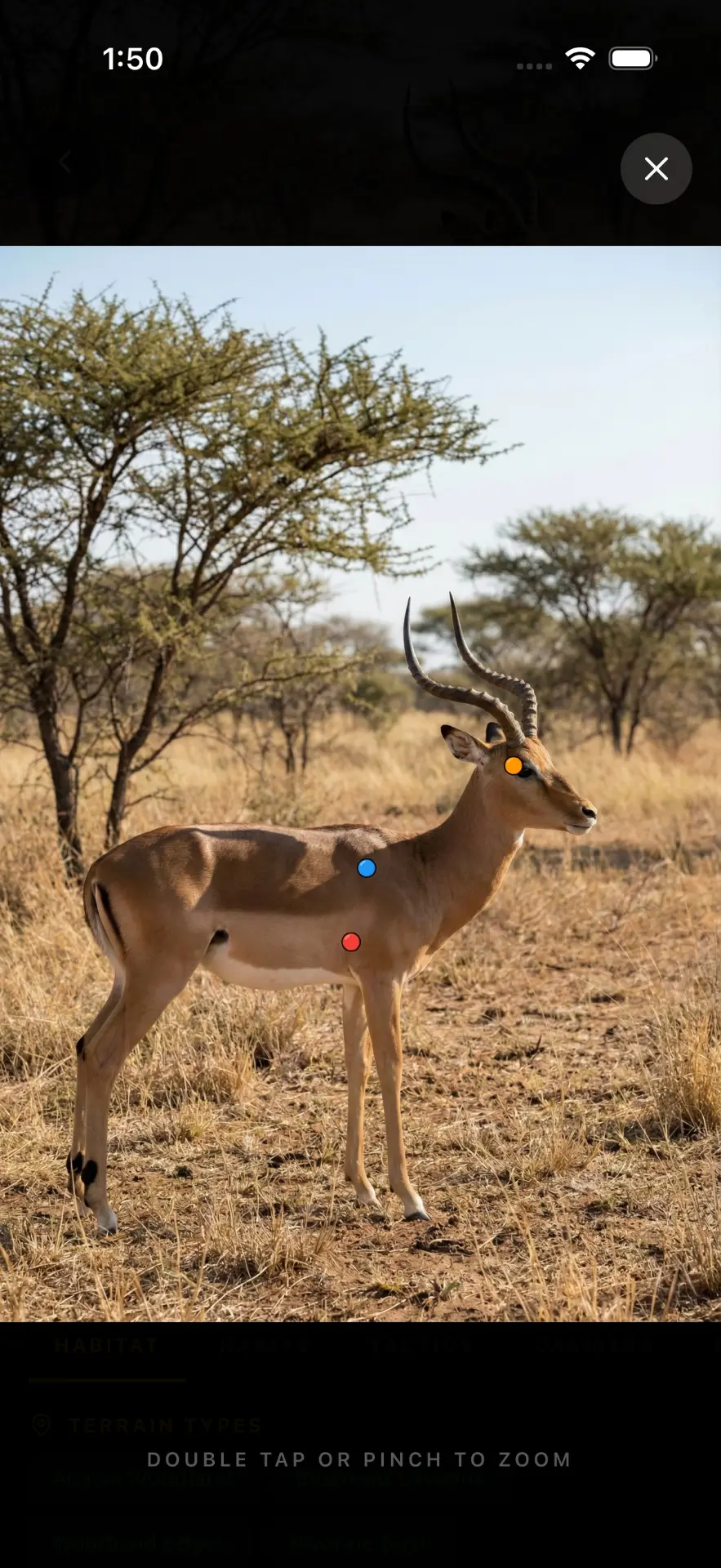 AimVitals zoomed impala with heart-lung, shoulder and head points marked