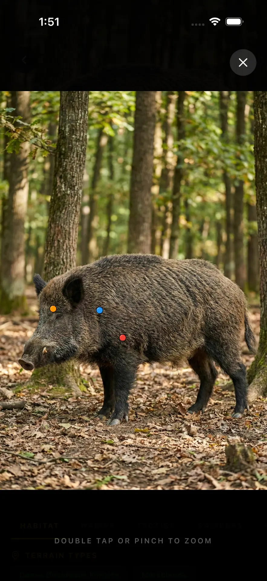 Wild boar full-screen shot placement diagram