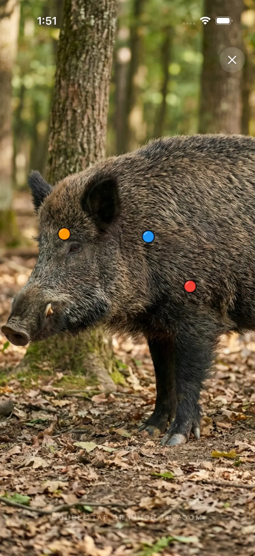 Zoomed wild boar with head, shoulder and heart-lung points