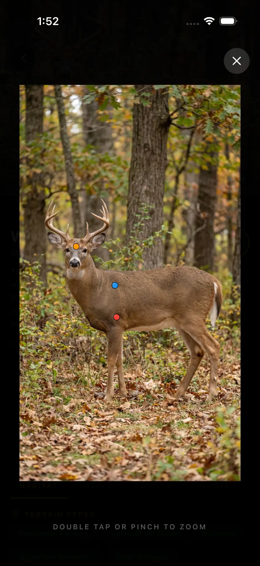 White-tailed deer full-screen shot placement diagram