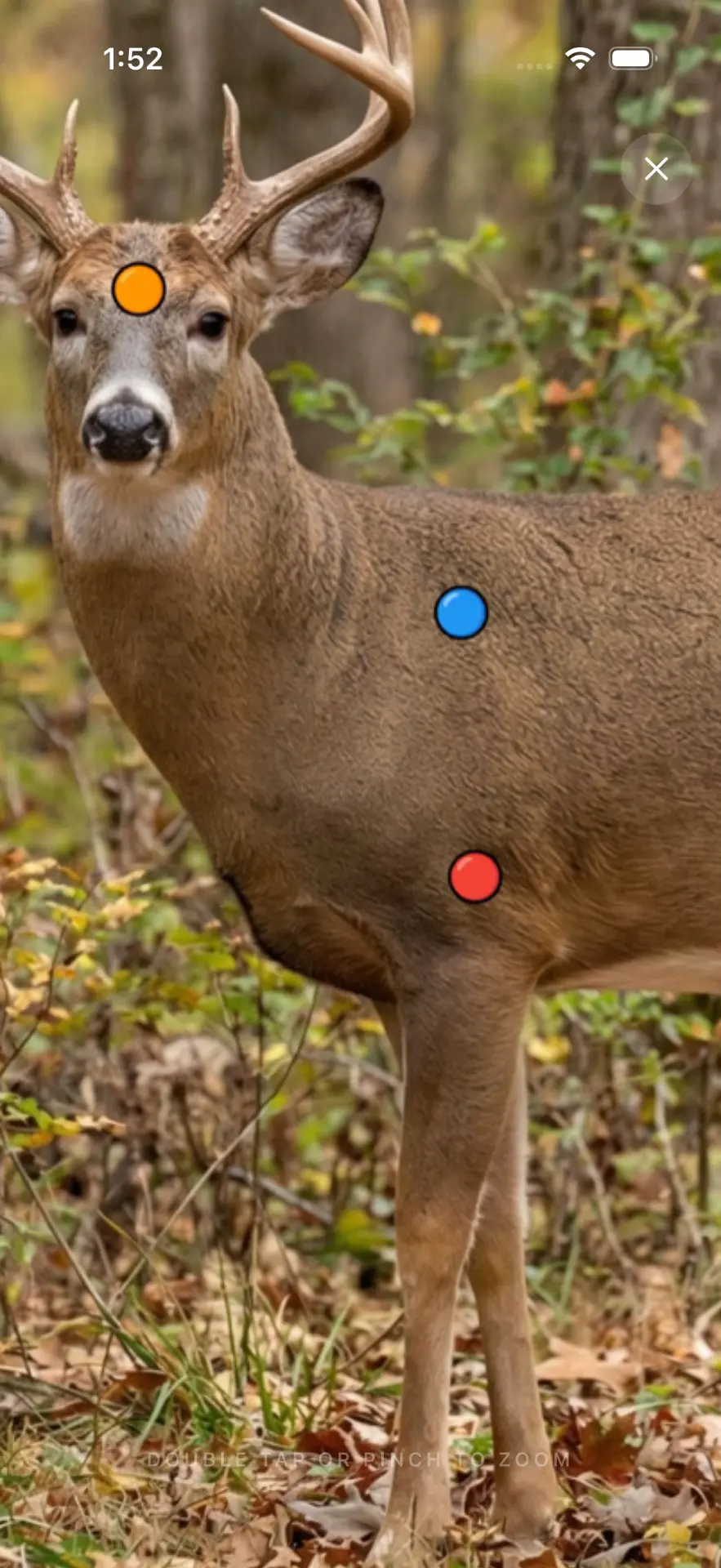 Close zoom on white-tailed deer shot points