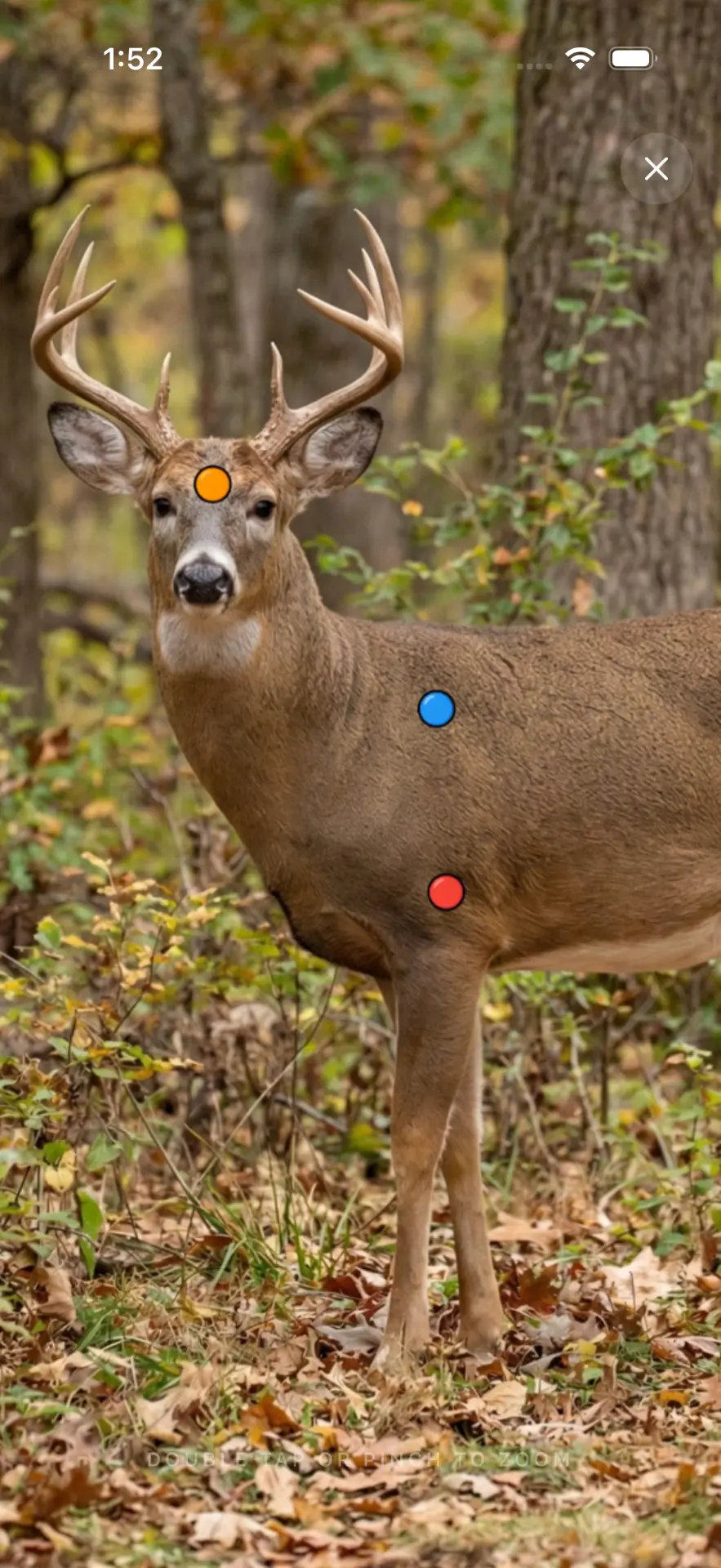 Zoomed white-tailed deer with head, shoulder and heart-lung points