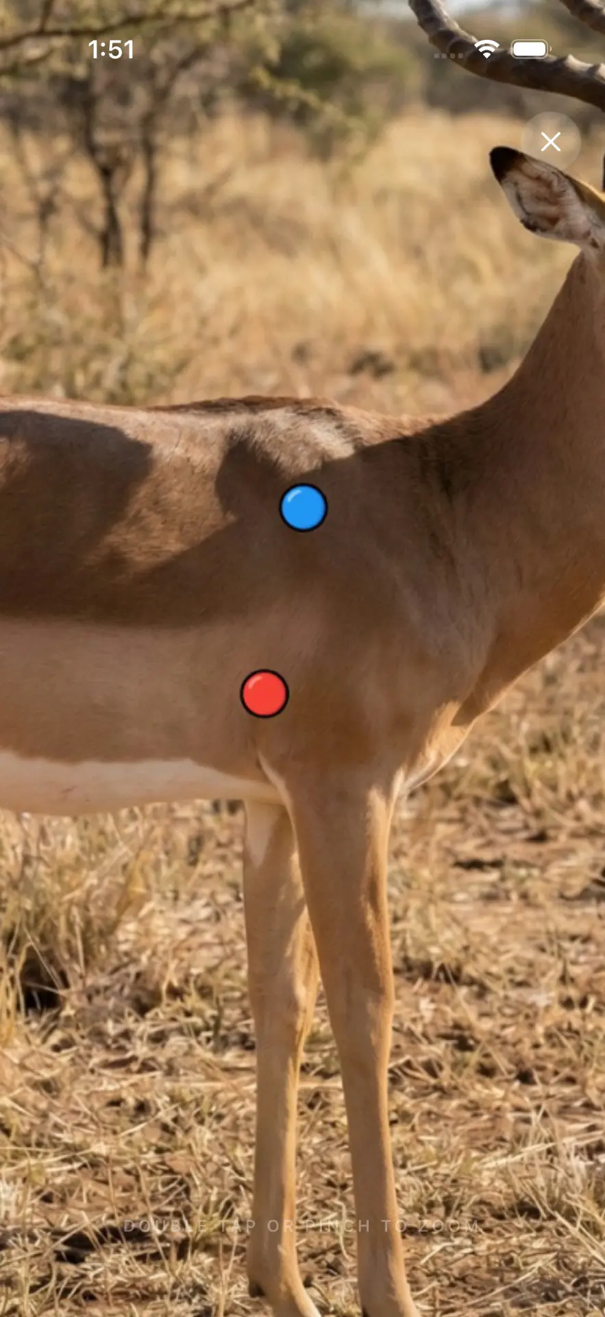 Close zoom on impala shoulder and heart-lung points